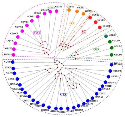 Lineage Divergence of Dendrolimus punctatus in Southern China Based on Mitochondrial Genome